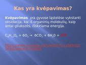 Ląstelinis kvėpavimas 2 puslapis