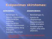Ląstelinis kvėpavimas 4 puslapis