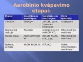 Ląstelinis kvėpavimas 5 puslapis