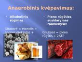 Ląstelinis kvėpavimas 6 puslapis