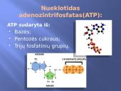 Ląstelinis kvėpavimas 7 puslapis