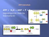 Ląstelinis kvėpavimas 8 puslapis