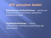 Ląstelinis kvėpavimas 9 puslapis