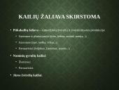 Kailių ir avikailių apžvalga 2 puslapis