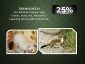 Kailių ir avikailių apžvalga 15 puslapis