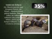 Kailių ir avikailių apžvalga 19 puslapis