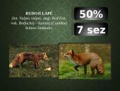 Kailių ir avikailių apžvalga 20 puslapis