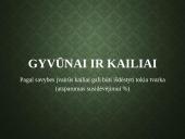 Kailių ir avikailių apžvalga 7 puslapis