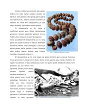 Gintaro kelias ir gintaro panaudojimas 5 puslapis