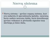 Nervu sistema skaidrės 2 puslapis