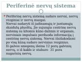 Nervu sistema skaidrės 11 puslapis