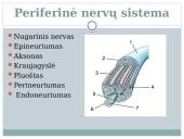 Nervu sistema skaidrės 12 puslapis