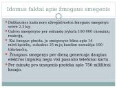 Nervu sistema skaidrės 13 puslapis