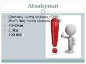 Nervu sistema skaidrės 15 puslapis