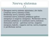 Nervu sistema skaidrės 3 puslapis