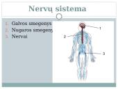Nervu sistema skaidrės 4 puslapis