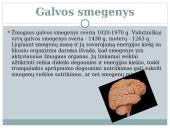 Nervu sistema skaidrės 5 puslapis