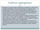 Nervu sistema skaidrės 6 puslapis