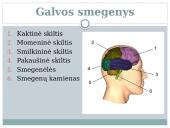 Nervu sistema skaidrės 7 puslapis