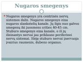 Nervu sistema skaidrės 8 puslapis