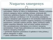 Nervu sistema skaidrės 9 puslapis