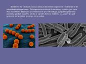 Karalystės skaidrės 2 puslapis