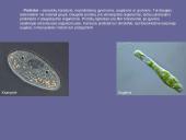 Karalystės skaidrės 3 puslapis