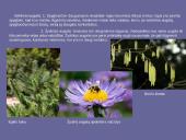 Karalystės skaidrės 7 puslapis