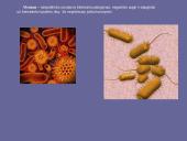 Karalystės skaidrės 8 puslapis