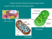 Organizmų ir biosferos struktūra 2 puslapis