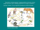 Organizmų ir biosferos struktūra 11 puslapis