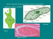 Organizmų ir biosferos struktūra 3 puslapis