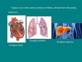 Organizmų ir biosferos struktūra 5 puslapis