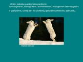 Organizmų ir biosferos struktūra 9 puslapis