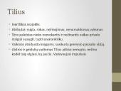 Marius Katiliškis (1914 – 1980) 11 puslapis