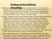 Insultas skaidrės 6 puslapis