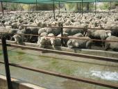 Genetiškai modifikuoti organizmai (GMO) pristatymas 17 puslapis