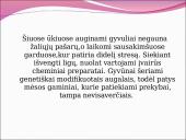 Genetiškai modifikuoti organizmai (GMO) pristatymas 18 puslapis
