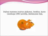 Genetiškai modifikuoti organizmai (GMO) pristatymas 5 puslapis