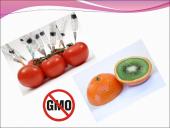 Genetiškai modifikuoti organizmai (GMO) pristatymas 6 puslapis