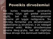 Rūgštieji lietūs, jų susidarymas, reikšmė žemei 8 puslapis