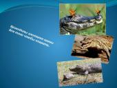 Faktai apie gyvūnus 2 puslapis