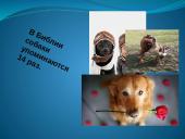 Faktai apie gyvūnus 3 puslapis