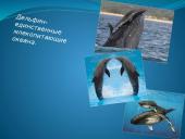 Faktai apie gyvūnus 4 puslapis