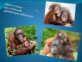 Faktai apie gyvūnus 5 puslapis