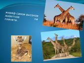 Faktai apie gyvūnus 7 puslapis