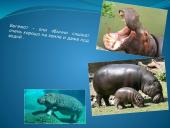 Faktai apie gyvūnus 8 puslapis