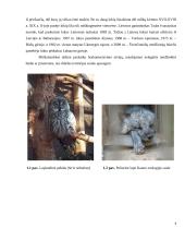 Miškatundrių ir miškapievių biomų augalija bei gyvūnija 6 puslapis