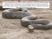 Kriptozoologija 13 puslapis