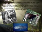 Kriptozoologija 4 puslapis